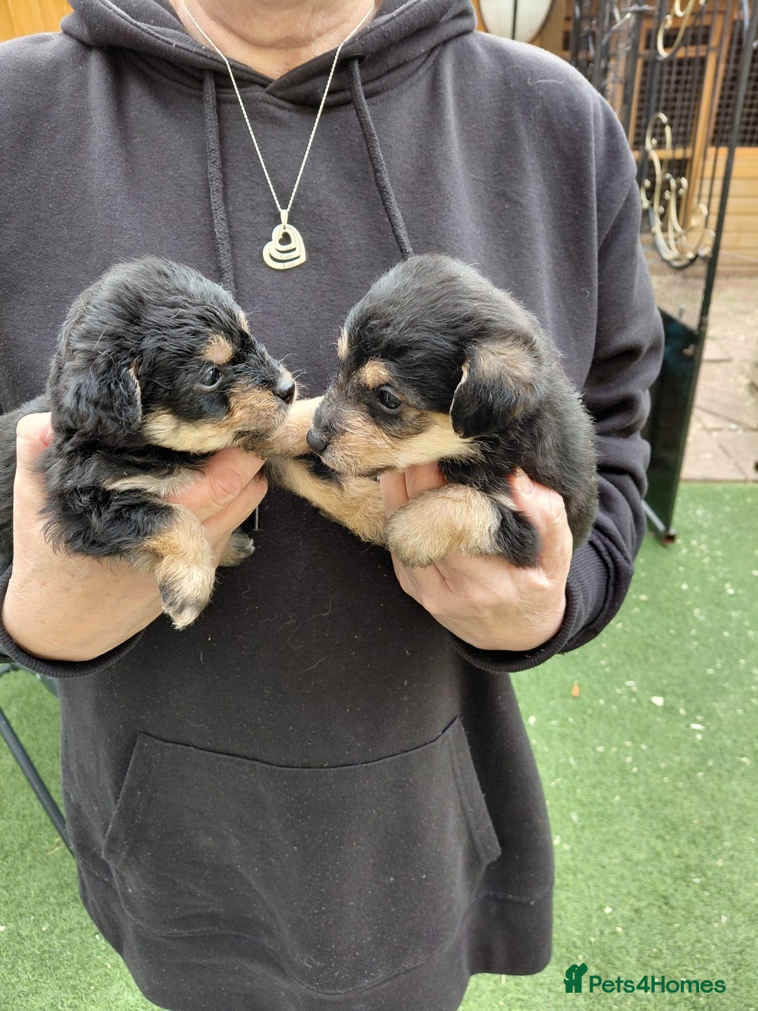 Jackapoo dogs for sale: Stunning Litter F1 JACKAPOO + Big Puppy Pack  - Image 14