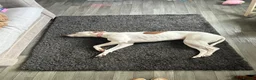Greyhound dogs for sale: Champion is in need of a new forever home  in Peterborough - Advert 7