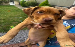 Mixed Breed dogs for sale: Rottweiler American Bulldog Cross Puppy for Sale - Image 4