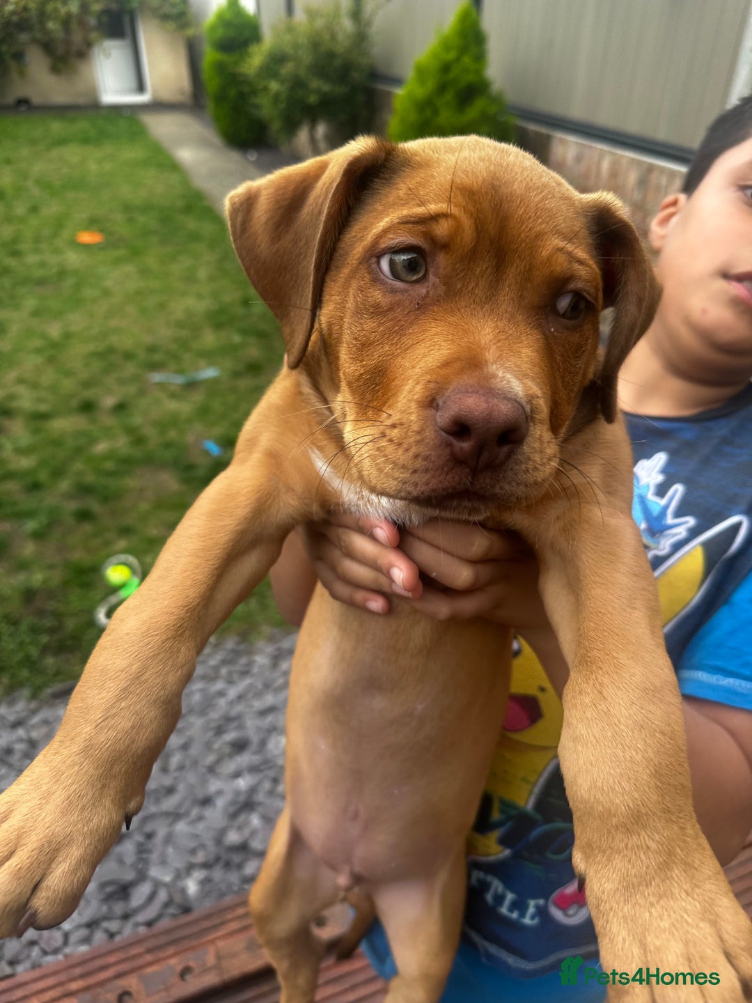 Mixed Breed dogs for sale: Rottweiler American Bulldog Cross Puppy for Sale - Image 4