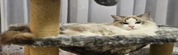 Ragdoll cats for sale:  STUNNING RAGDOLL BOY  - Advert 3
