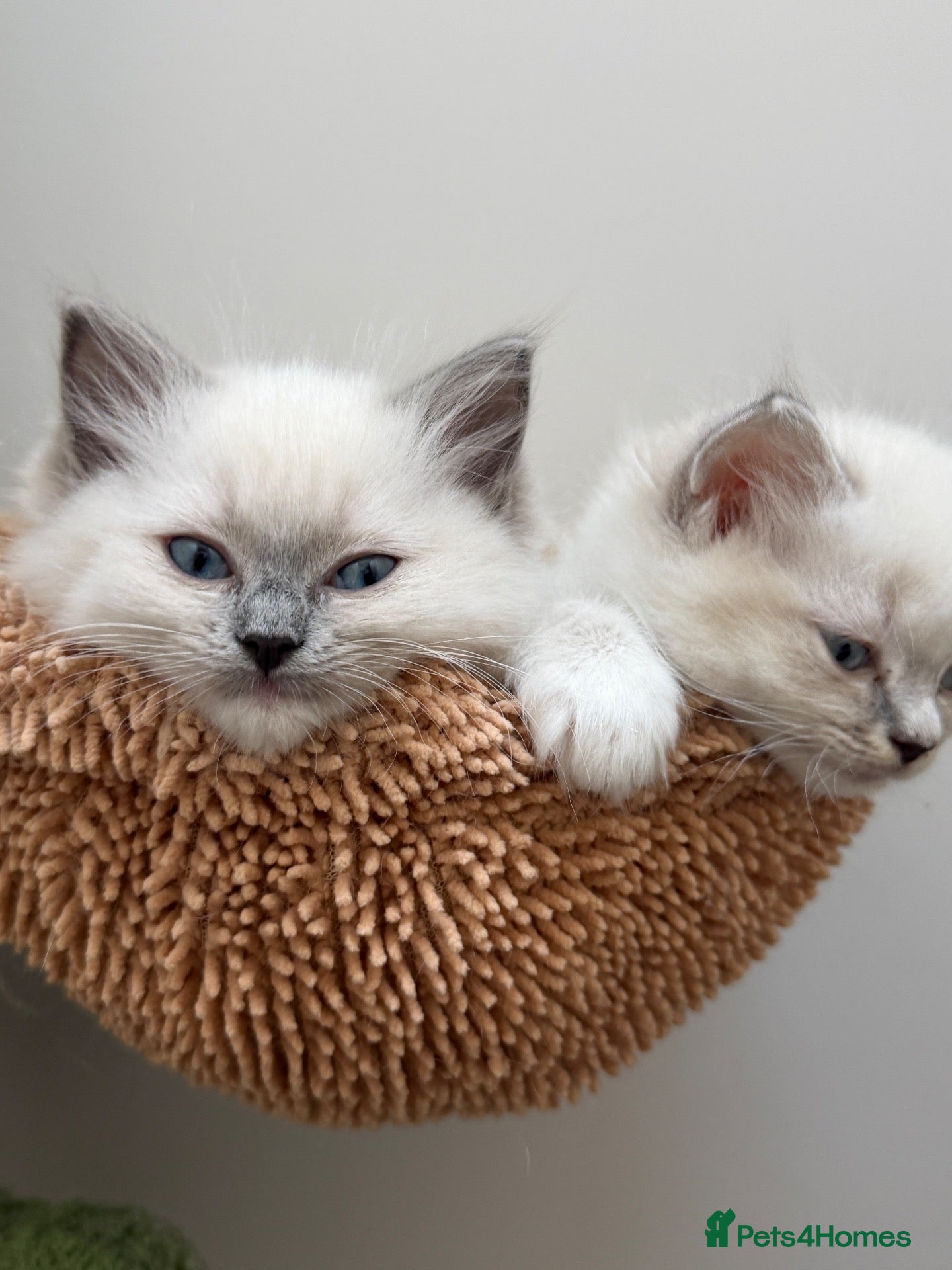 Ragdoll cats 4 Beautiful Family-Raised Ragdoll Kittens 🐾 - Advert 1