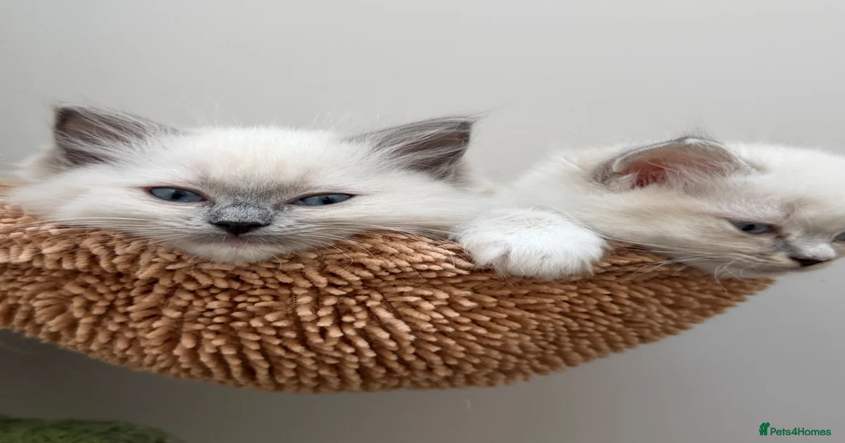 Ragdoll Kittens for sale | Pets4Homes
