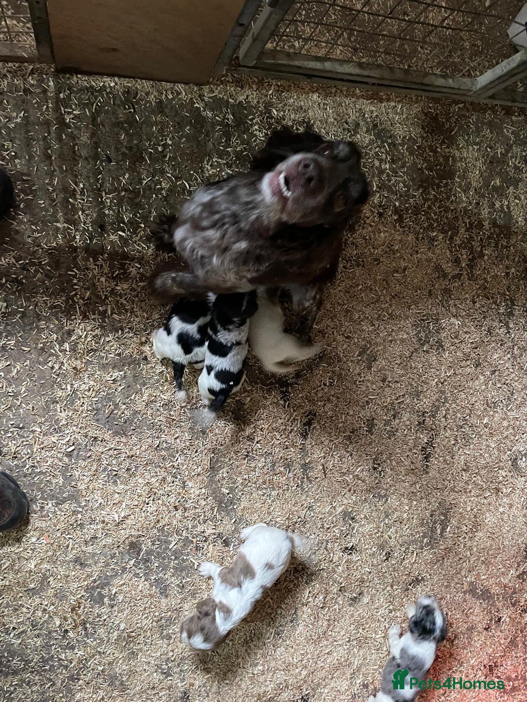 Cocker Spaniel dogs for sale: Cocker puppy 1 bitch left 3 boys  - Image 23