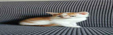  Kitten 2
