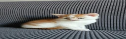 Mixed Breed cats for sale: Kittens available  in Bradford - Advert 18