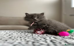 British Longhair cats for sale: British Longhair Girl - Image 7