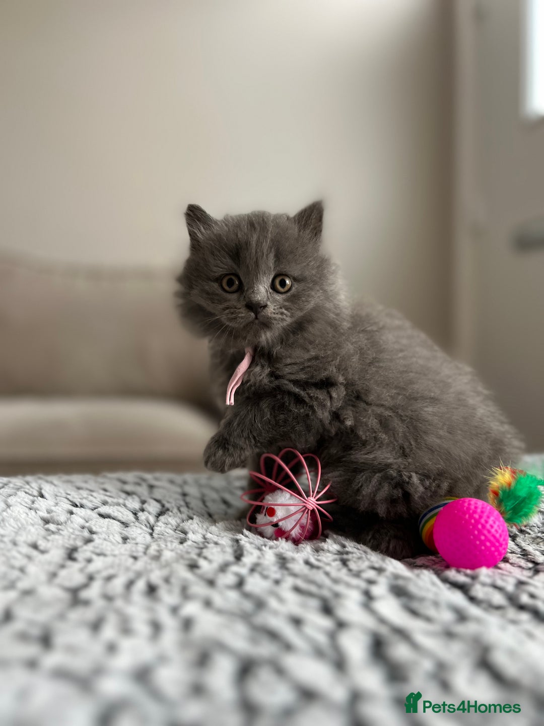 British Longhair cats for sale: British Longhair Girl - Image 7