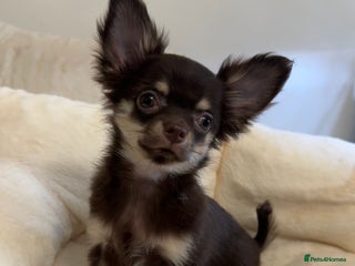 Chihuahua dogs READY TO GO Chocolate GIRL TINY Chihuahua Longhair - Advert 1