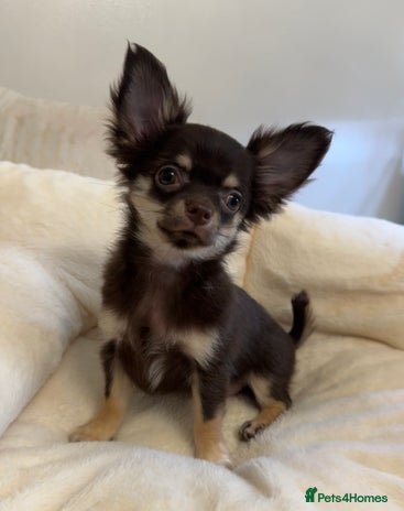 Chihuahua dogs READY TO GO Chocolate GIRL TINY Chihuahua Longhair - Advert 2