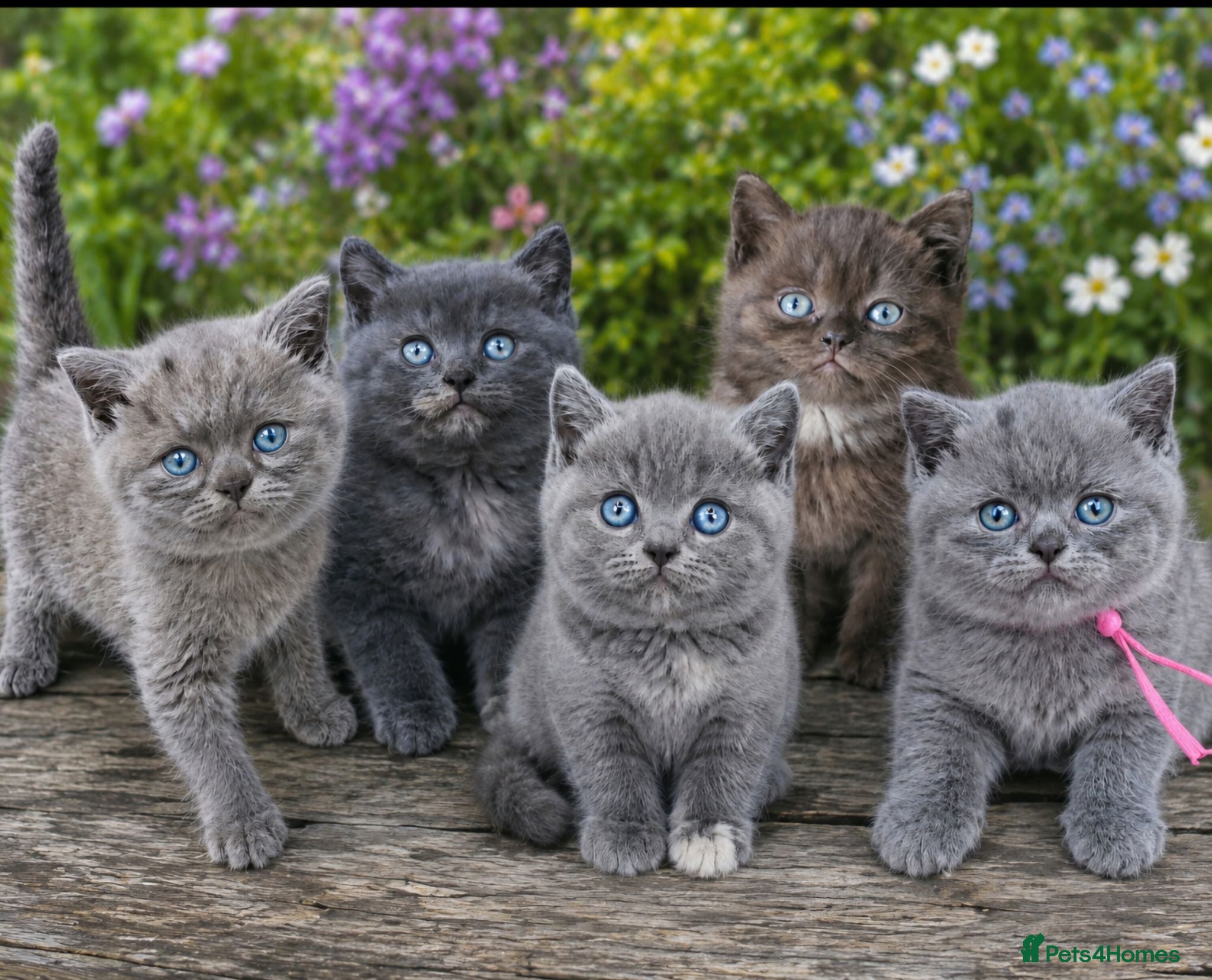 British Shorthair cats GCCF/TICA registered beautiful litter - Advert 1
