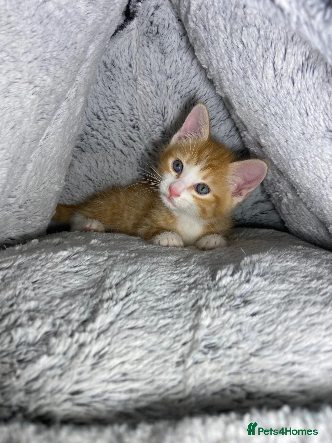 Mixed Breed cats for sale: Cute kittens ready for a new home  - Advert 2