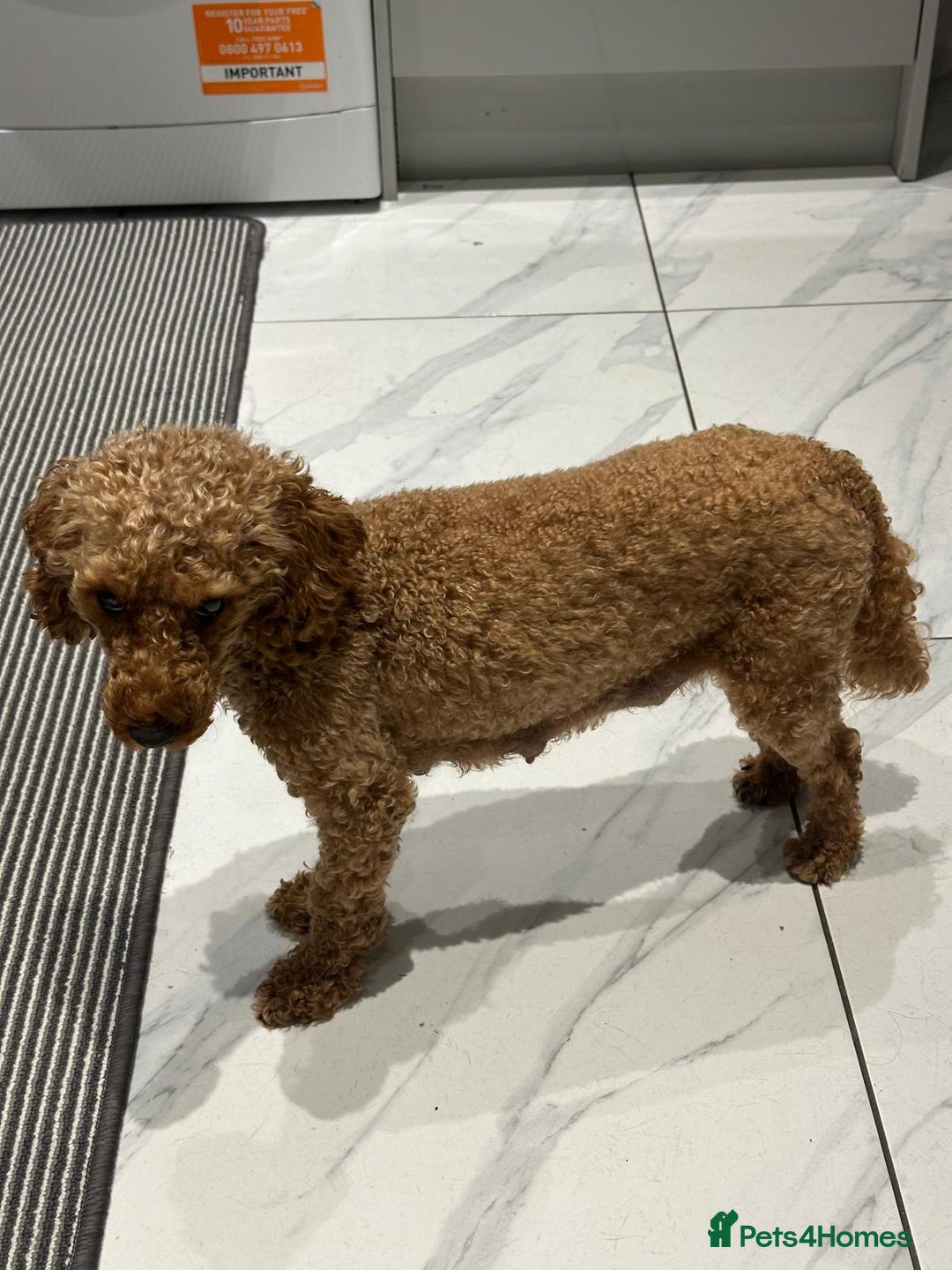 Toy Poodle dogs for sale: Toy poodle . four boys, one girl - Advert 3