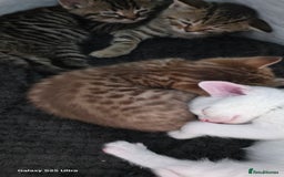 Bengal cats for sale: Bengal .. British short-hair cross - Image 8