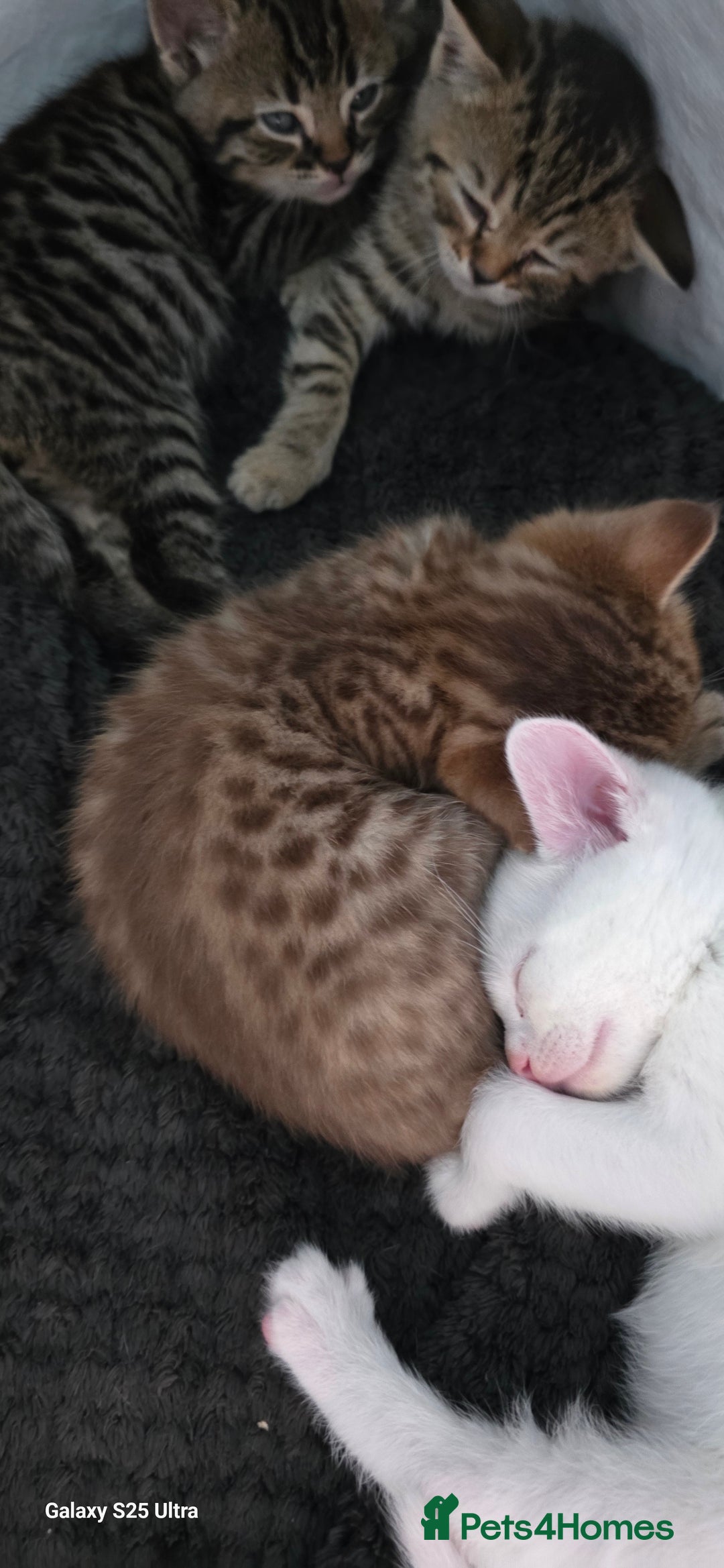 Bengal cats for sale: Bengal .. British short-hair cross - Image 8