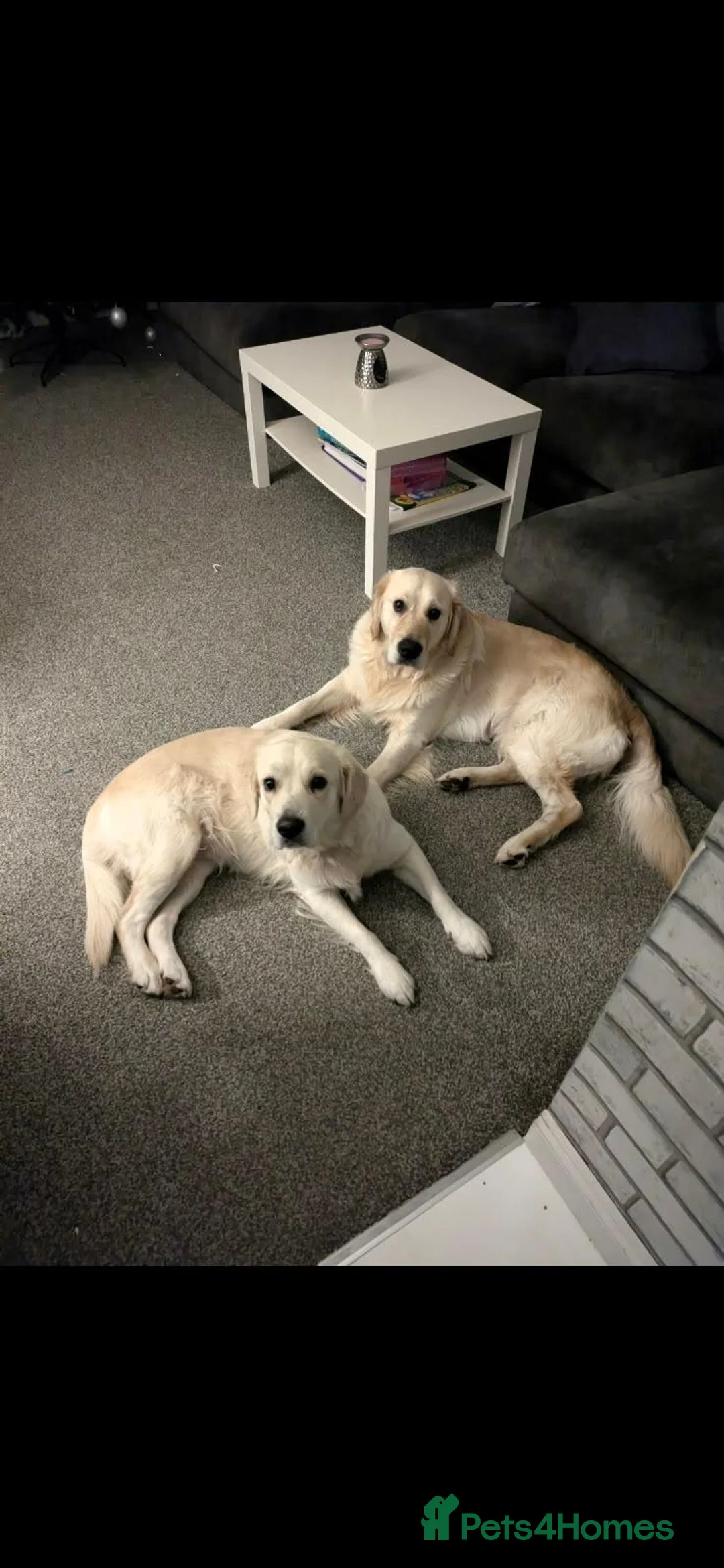 Golden Retriever dogs for sale: Golden retriever puppies for sale in Auchterarder - Advert 2