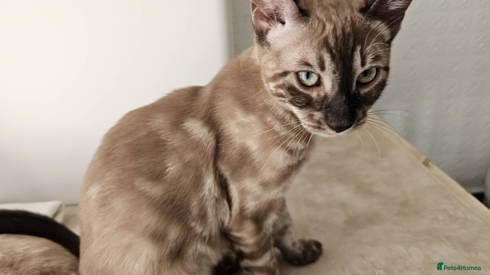 Bengal cats BENGAL 😺 furry Kittens – Ready For your Homes!💖 - Advert 12