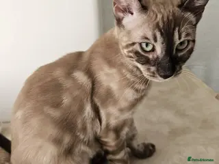 Bengal cats BENGAL 😺 furry Kittens – Ready For your Homes!💖 - Advert 12