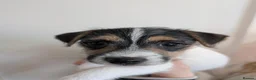 Mixed Breed dogs for sale: Oreo's Beautiful Puppies - Advert 14