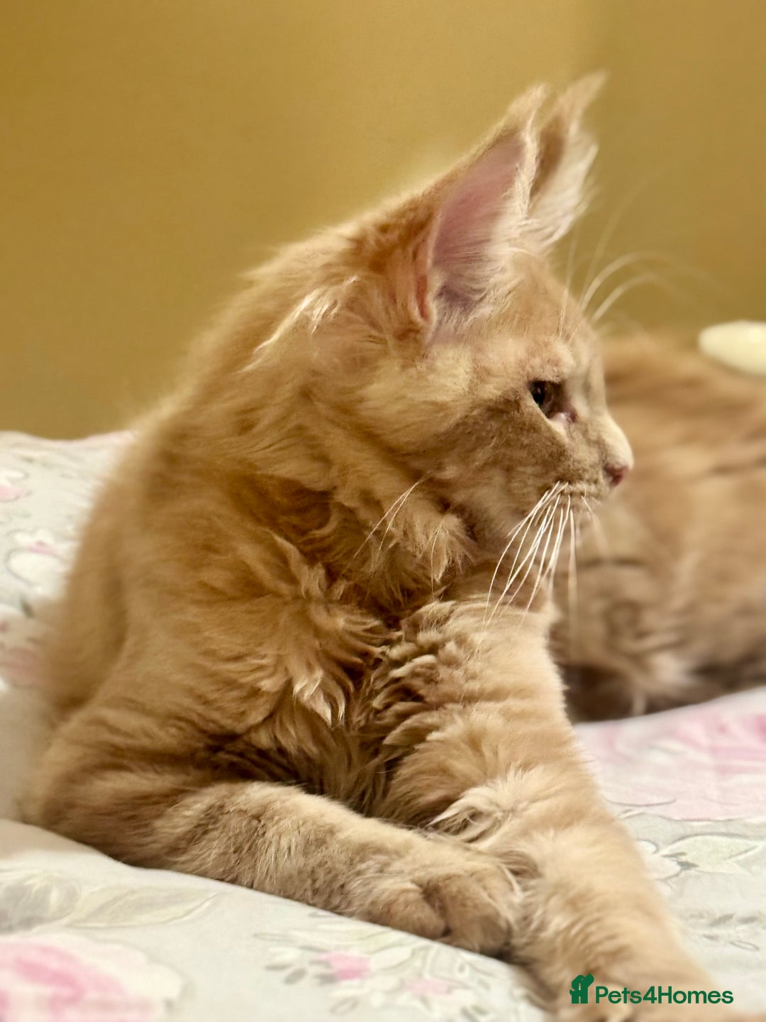Maine Coon cats for sale: Last Ginger Boy Pure Mainecoon! - Image 21