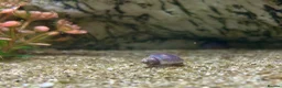Snails fish for sale: Purple Mystery Snails - Advert 7