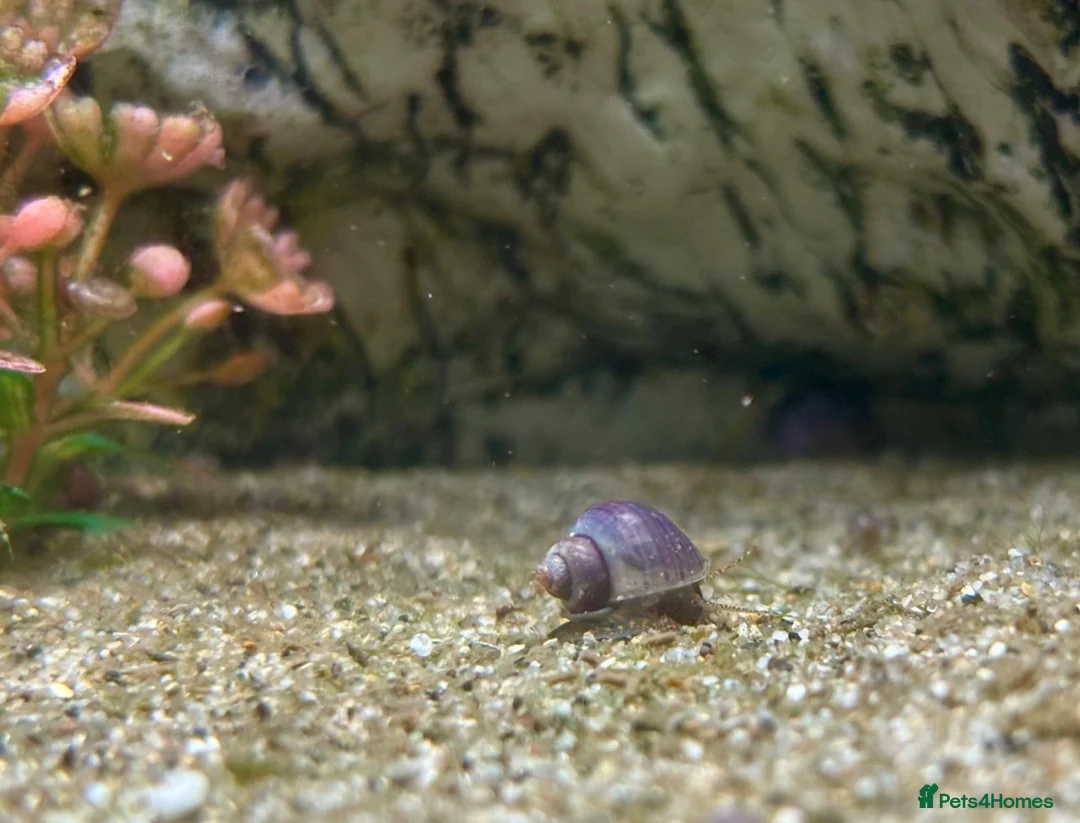 Snails fish for sale: Purple Mystery Snails - Advert 7