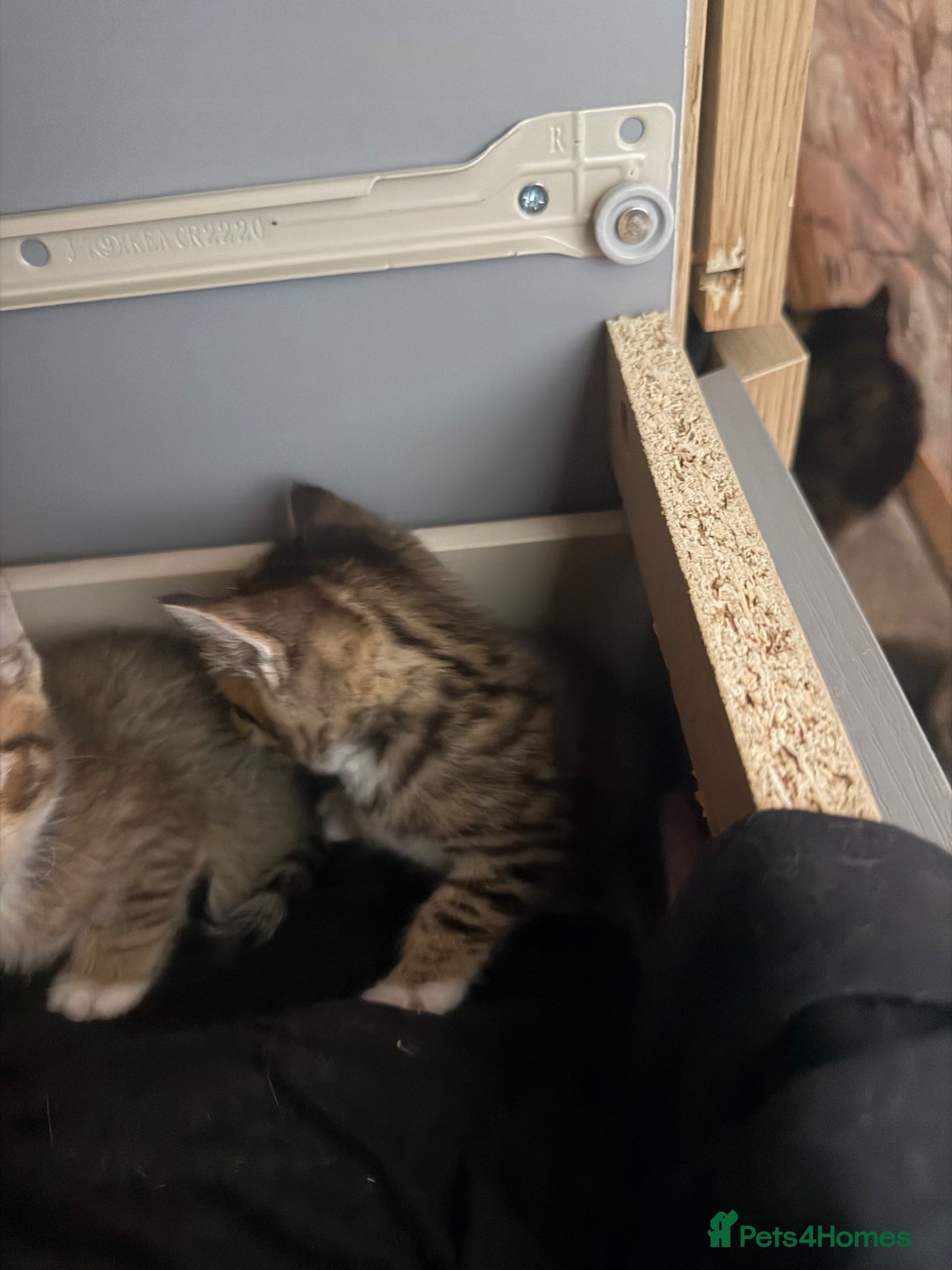 British Shorthair cats for sale: 8 gorgeous kittens  - Advert 8