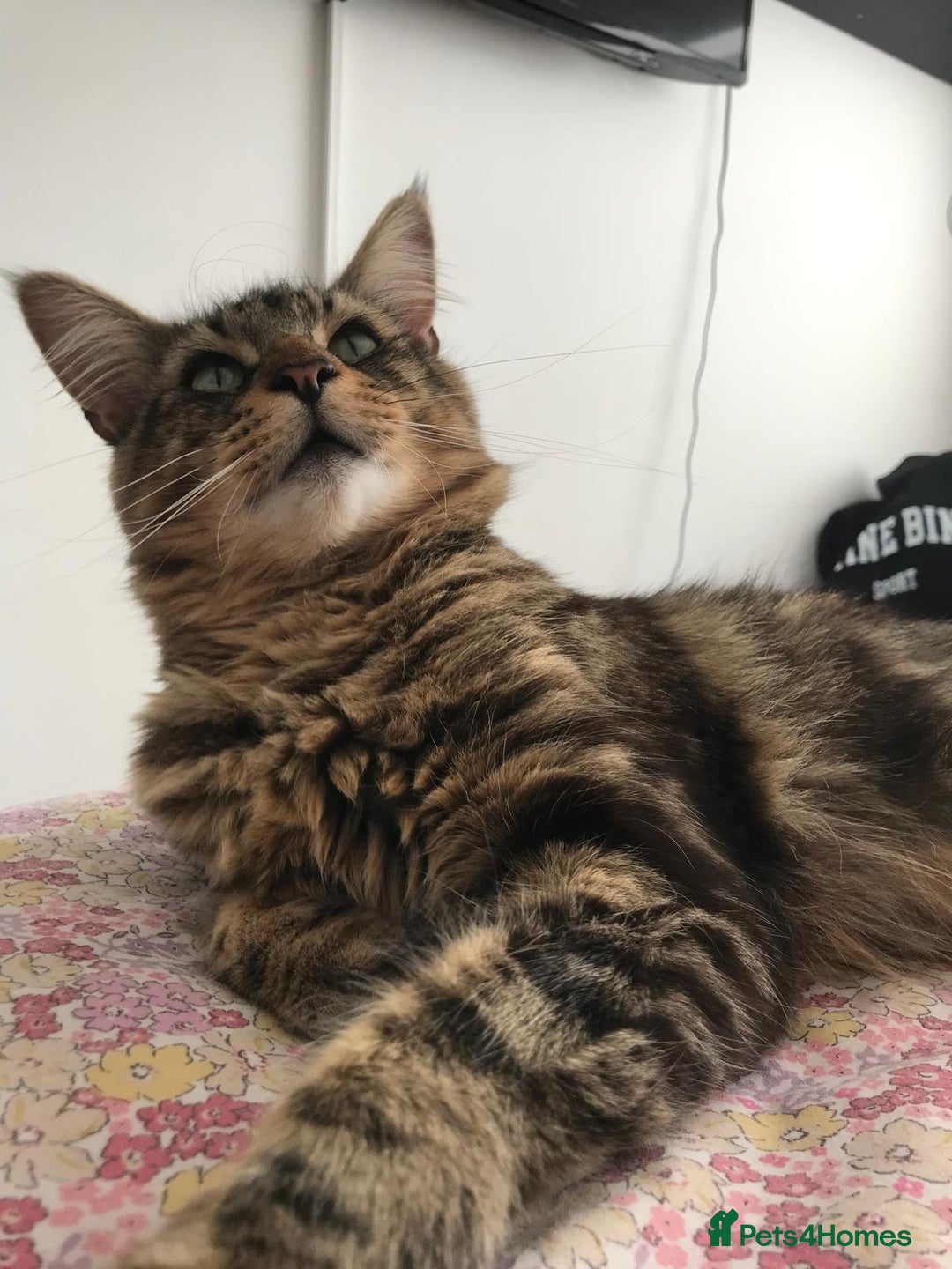 Mixed Breed cats for sale: My beautiful boy - Advert 1