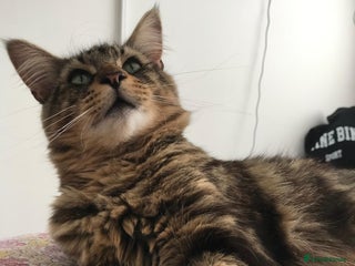 Mixed Breed cats My beautiful boy - Advert 2