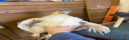 Chickens poultry for sale: Two polish fritz and two silkies for sale  in Bridgend - Advert 6