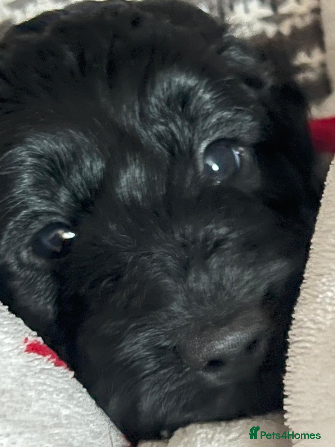 Cockapoo dogs for sale: Cockapoo puppies for sale - Advert 9