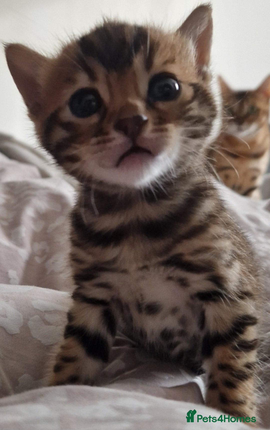 Bengal cats for sale: Georgeous bengal girl  - Advert 6