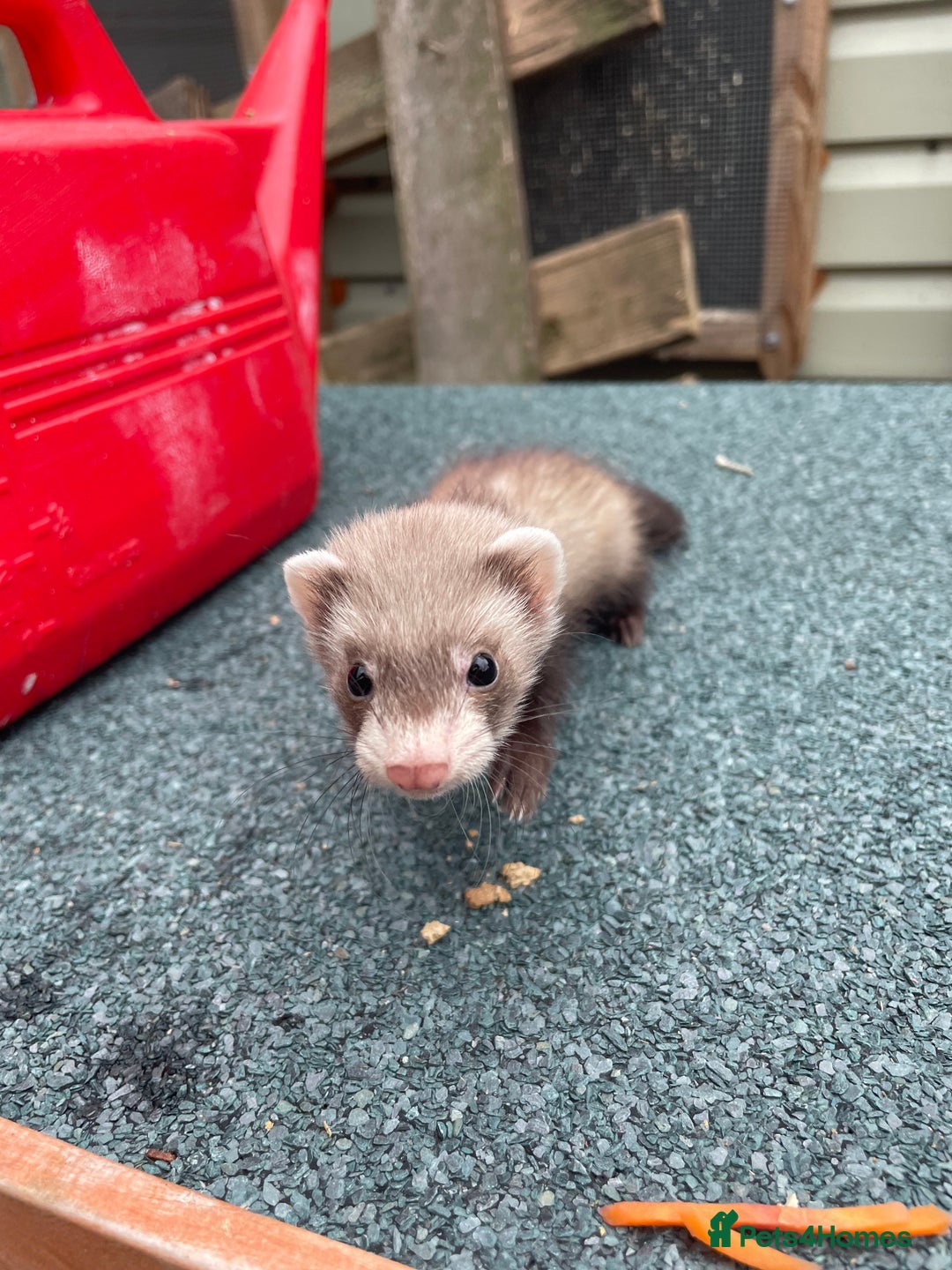 Ferret rodents for sale: MICRO FERRETS FOR SALE  - Image 4