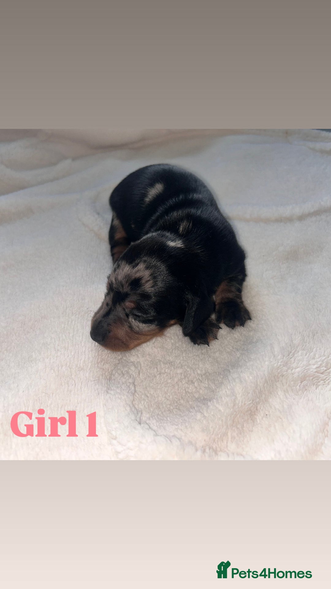 Dachshund dogs for sale: 🐾 Purebred Dachshund Puppies for Sale! 🐾 - Advert 15