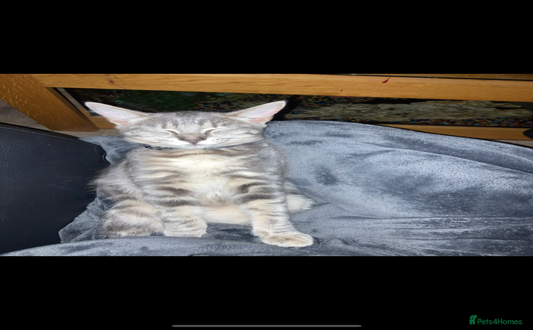 Domestic Shorthair cats - Advert 3