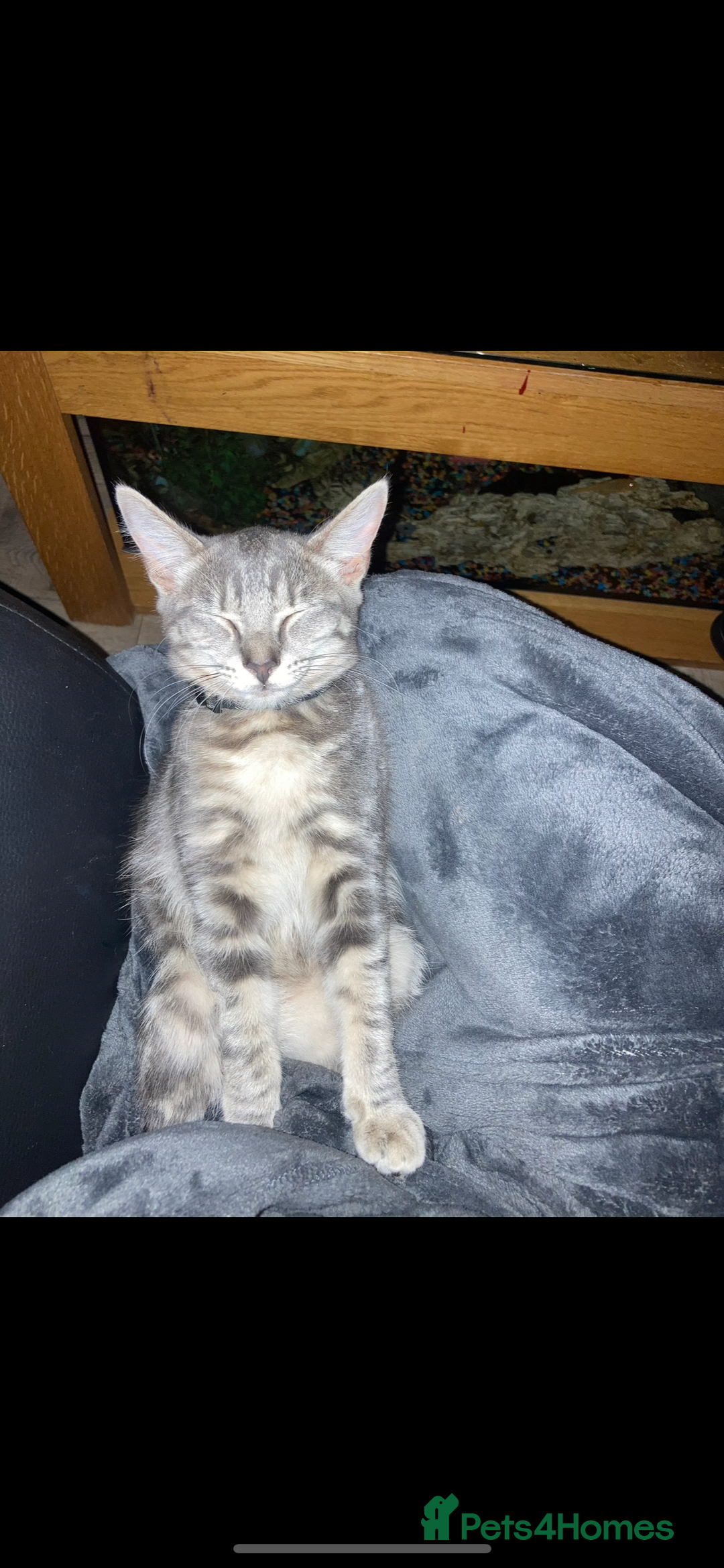 Domestic Shorthair cats for sale: Beautiful cats - Image 1
