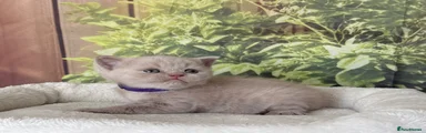 British Shorthair 2
