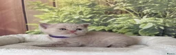 British Shorthair cats for sale: stunning british shorthair  - Advert 5