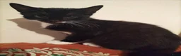 Mixed Breed cats for sale: 3 kittens Gravesend in Gravesend - Advert 2