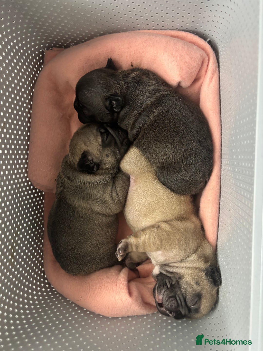 French Bulldog dogs for sale: French Bulldog Puppies PET PRICED  - Advert 16