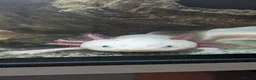 Axolotl reptiles for sale: 2 axolotls full set up - Advert 4