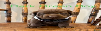 Labrador Retriever 4