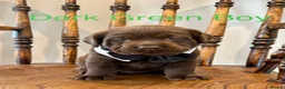 Labrador Retriever dogs for sale: ✨Outstanding Chunky Chocolate Labrador puppies✨ in Cowbridge - Advert 19
