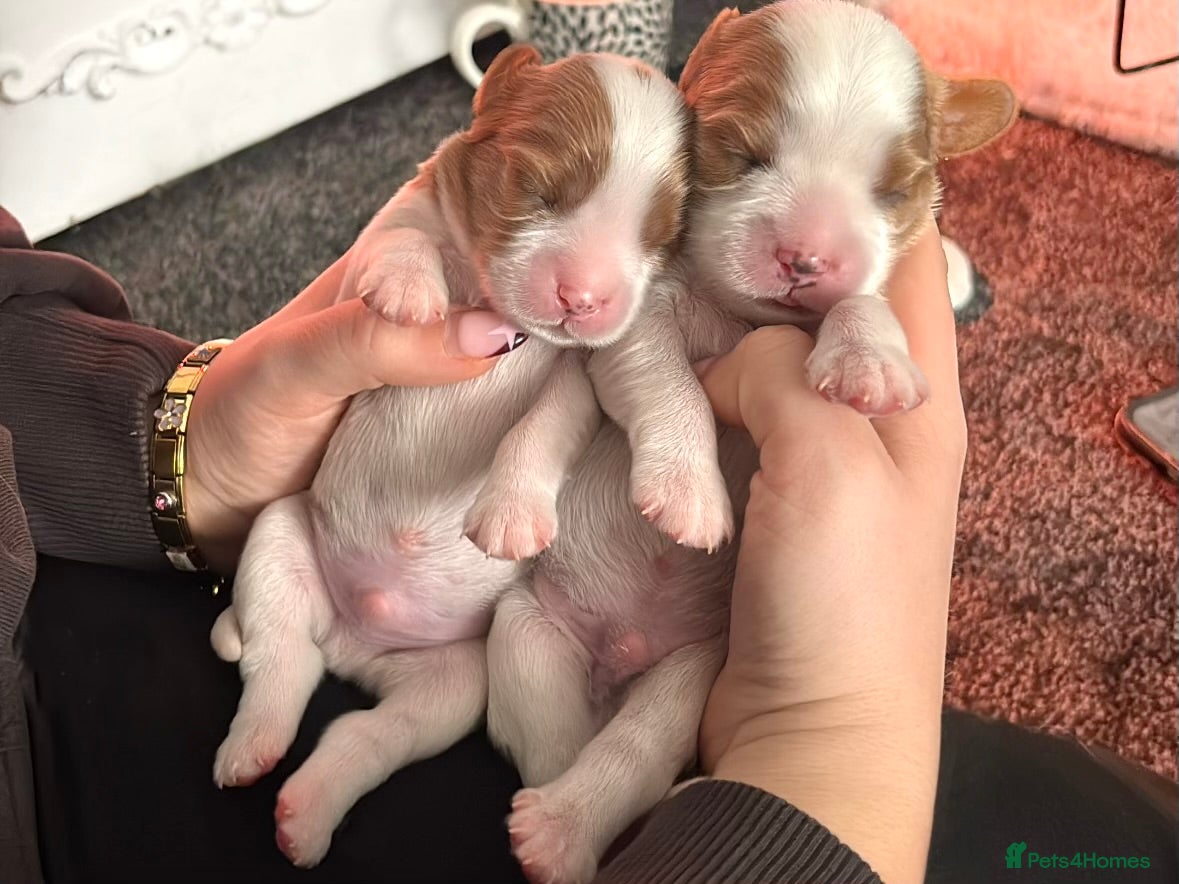 Cavalier King Charles Spaniel dogs Cavalier king charles spaniels 3 males left - Advert 7