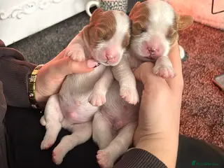 Cavalier King Charles Spaniel dogs Cavalier king charles spaniels 3 males left - Advert 7