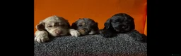 Cockapoo dogs for sale: F1b cockerpoo boy - Advert 5