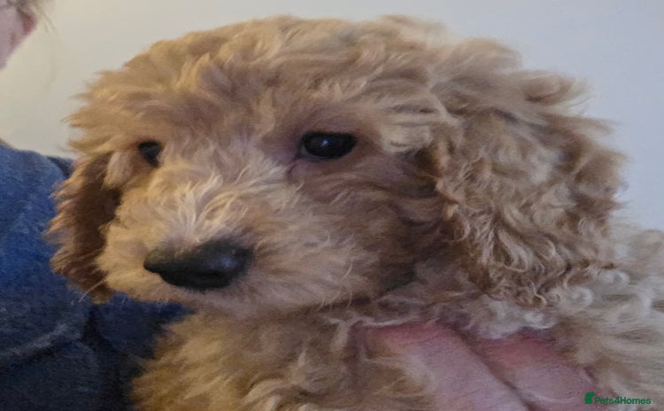 Cockapoo dogs - Advert 10