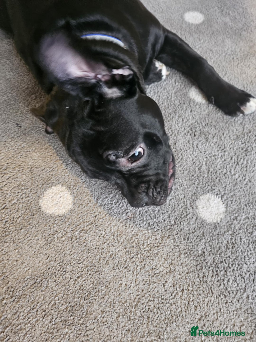 Mixed Breed dogs for sale: Wonderful dog for sale - Advert 29