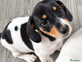 Miniature Dachshund dogs READY NOW Mini dachshunds - Advert 15