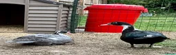 Ducks poultry for sale: Pair of Muscovys  - Advert 3